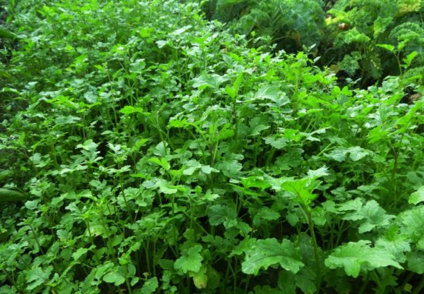 Znaczenie Aksamitek W Ogrodzie Love Natura Kochamy To Co Naturalne