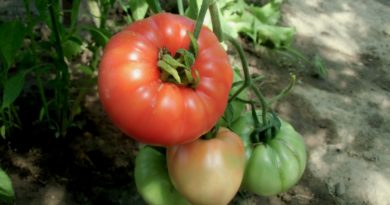 uprawa pomidorów w tunelu foliowym