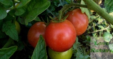 uprawa pomidorów w gruncie
