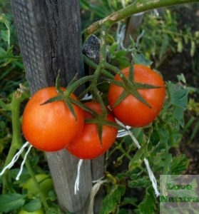 uprawa pomidorów w gruncie
