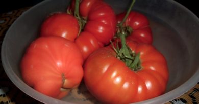 właściwości pomidorów