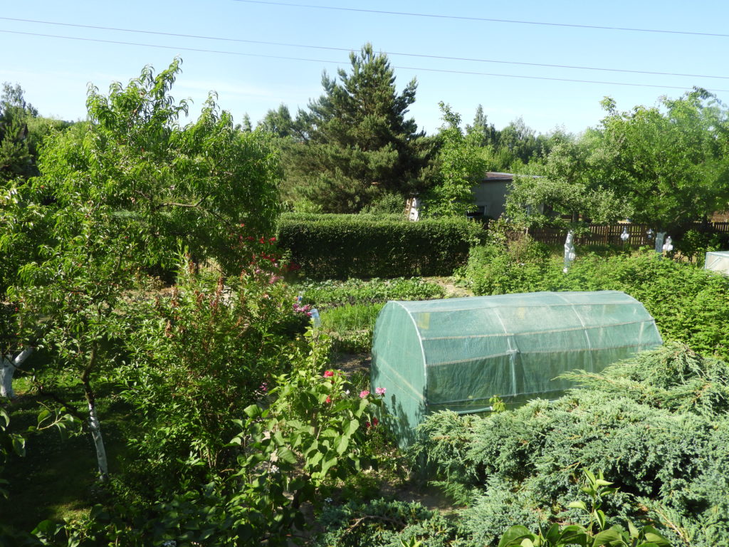 ekologiczne zwalczanie mszyc w ogrodzie