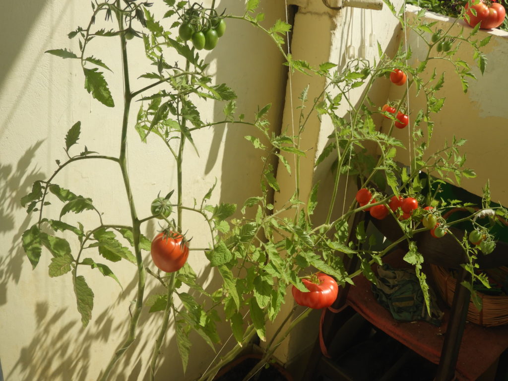 uprawa pomidorów na balkonie