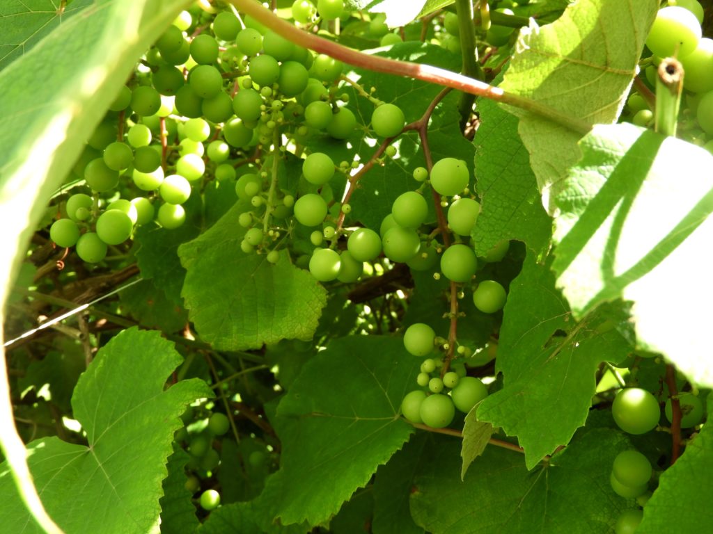 uprawa winogron