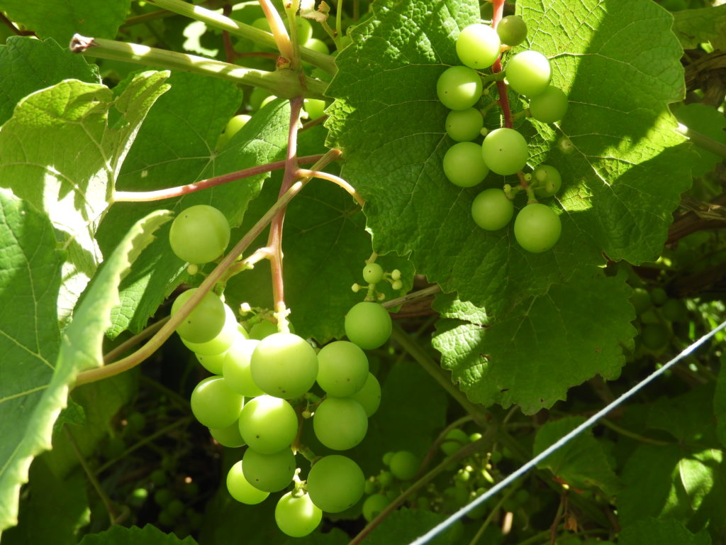 uprawa winogron 