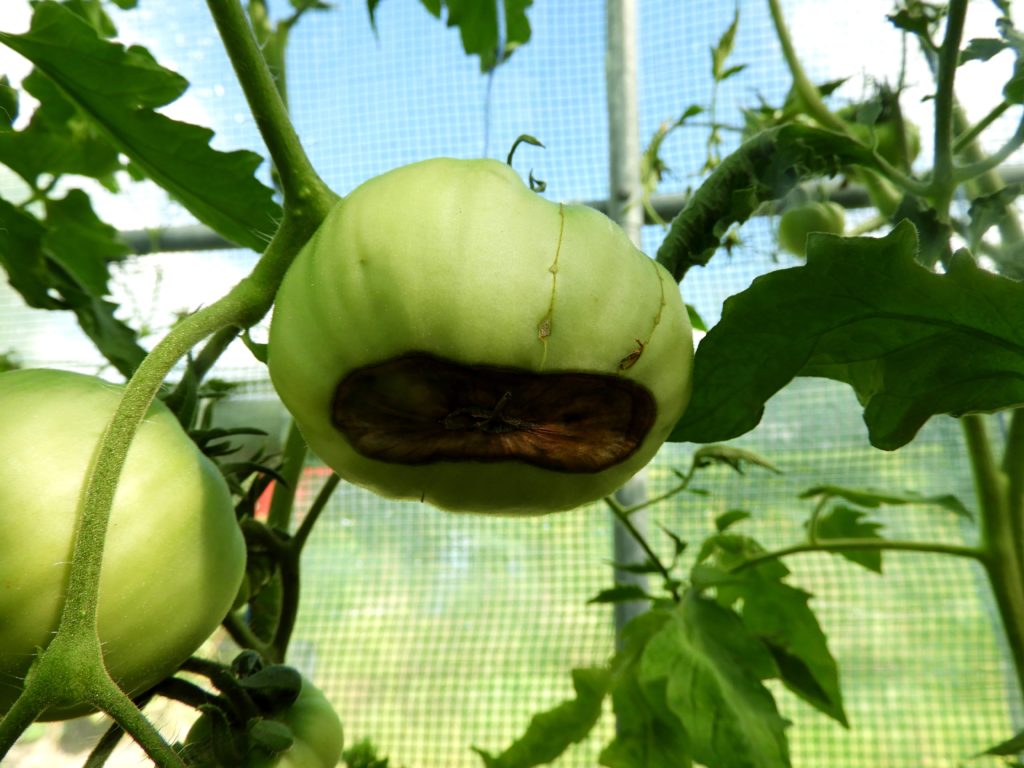 zwalczanie suchej zgnilizny wierzchołkowej pomidorów
