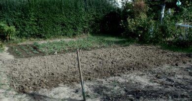 przygotowanie gleby przed zimą