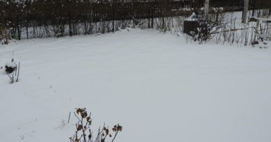 trawnik zimą