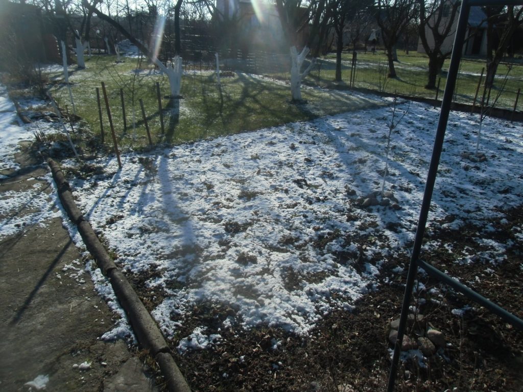 zimowe zagrożenia w ogrodzie