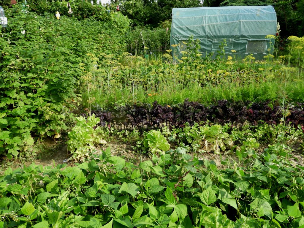 warzywa w ogrodzie