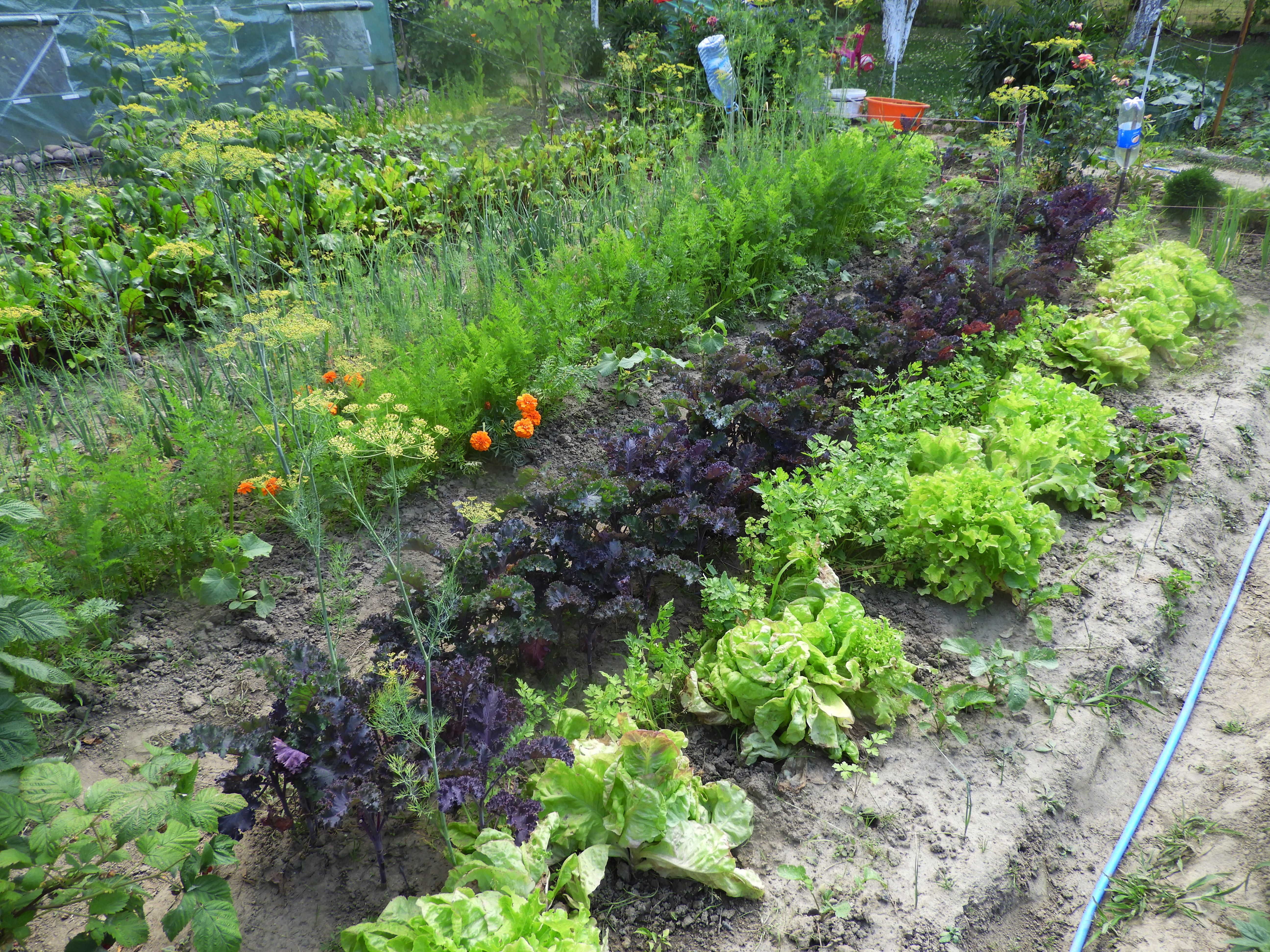 jakuprawiacjarmuzwogrodzie Love Natura kochamy to, co naturalne!