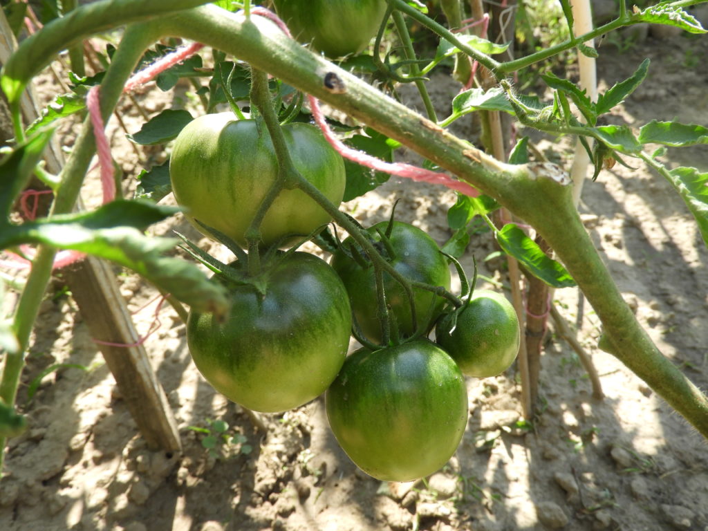 kiedy sadzić pomidory