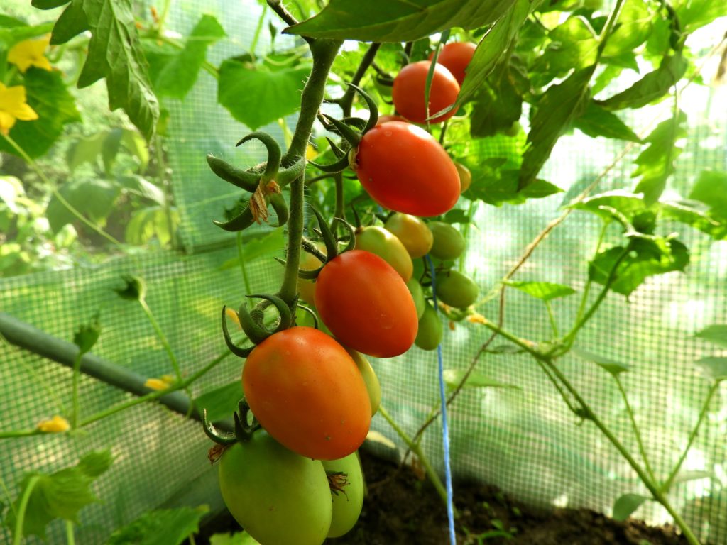 kiedy sadzić pomidory