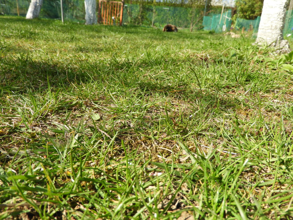 trawnik po suszy