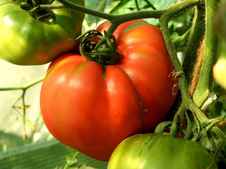 uprawa pomidorów 