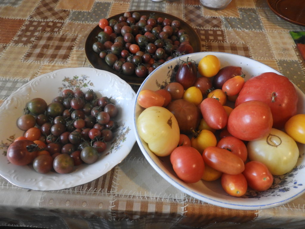 jak przechowywać pomidory w domu, by dojrzały