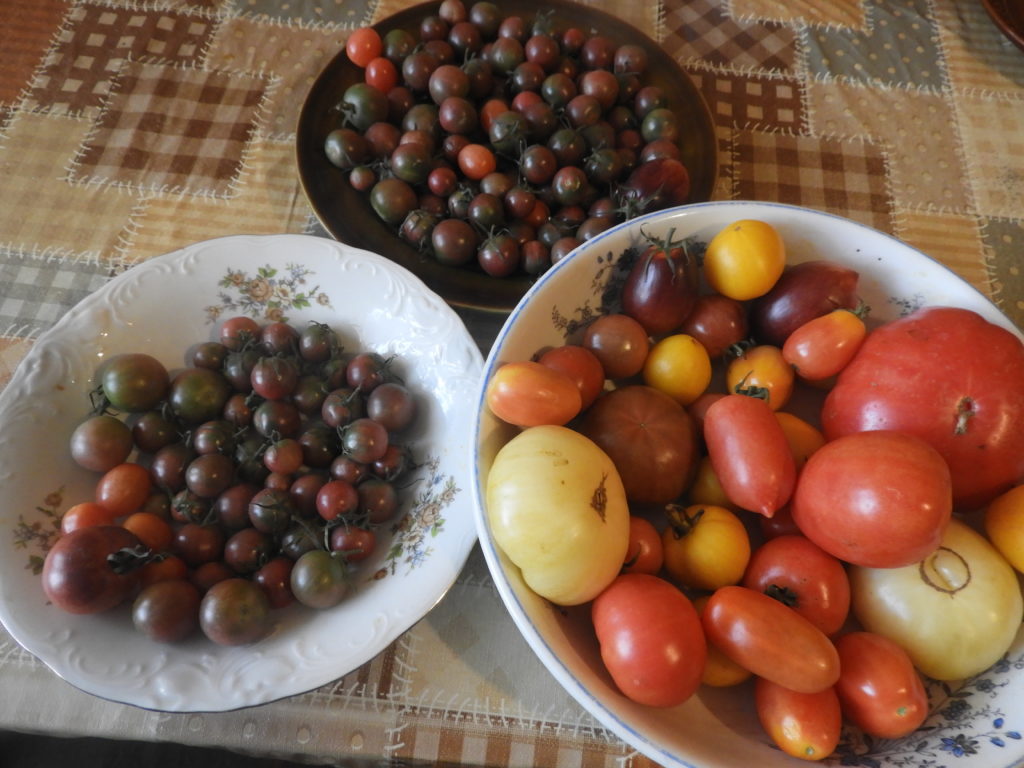 własne pomidory po sezonie