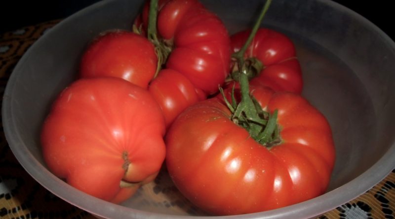 nasiona pomidorów skąd wziąć