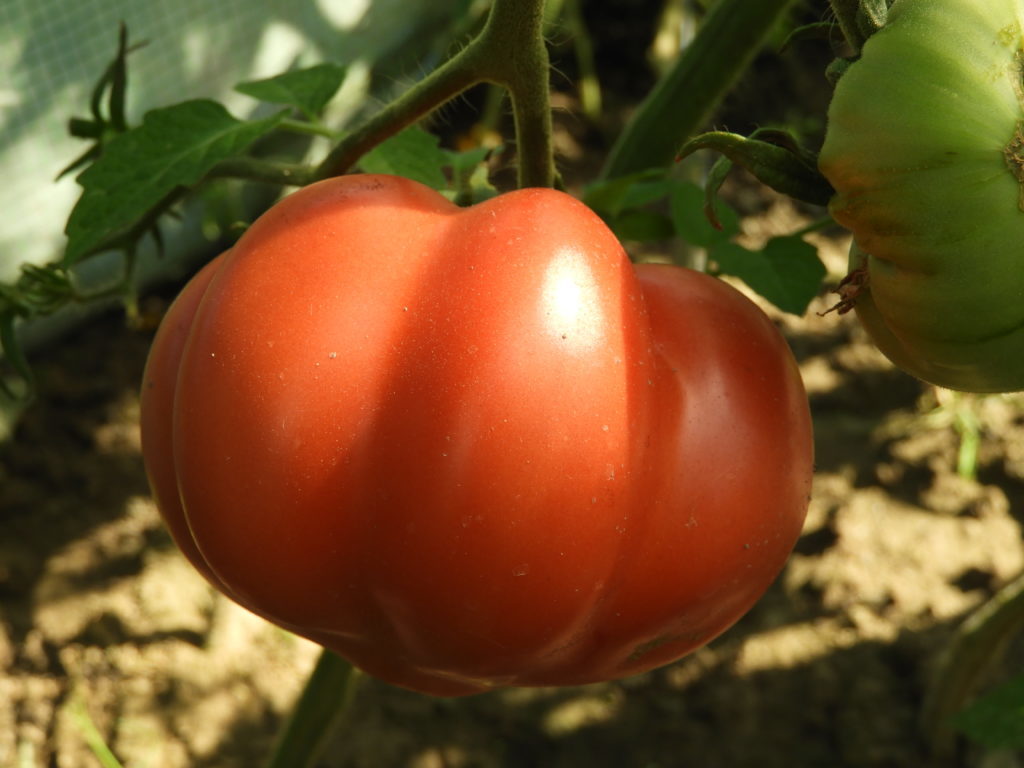 nasiona z pomidorów