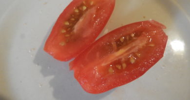 pozyskiwanie nasion z pomidorów