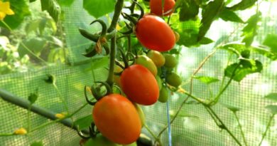 kiedy sadzimy pomidory