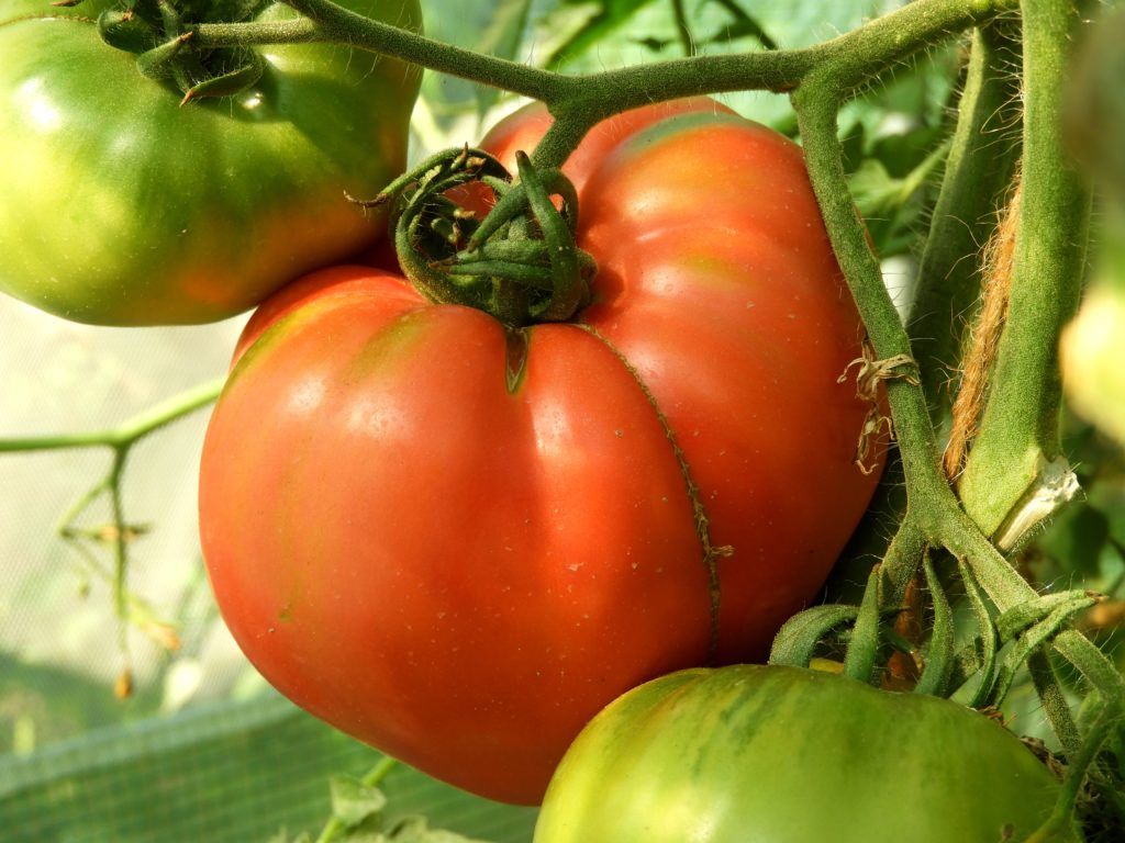 sadzenie pomidorów pod osłonami