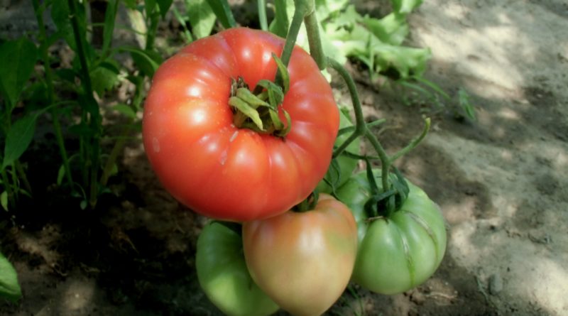termin sadzenia pomidorów