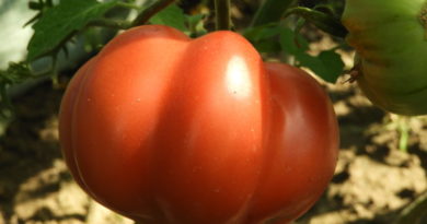 podwiązywanie pomidorów