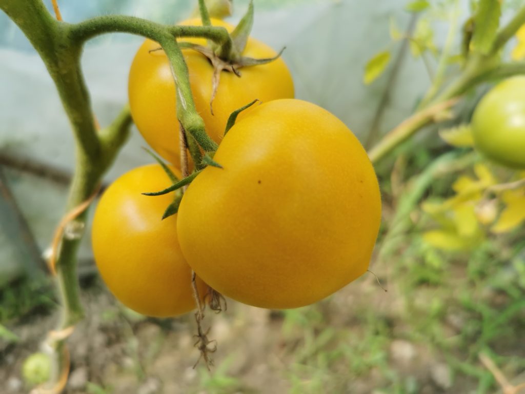 termin zbioru pomidorów