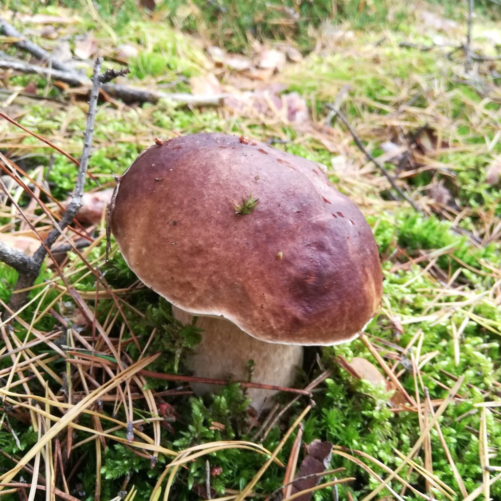 gdzie szukać grzybów w lesie