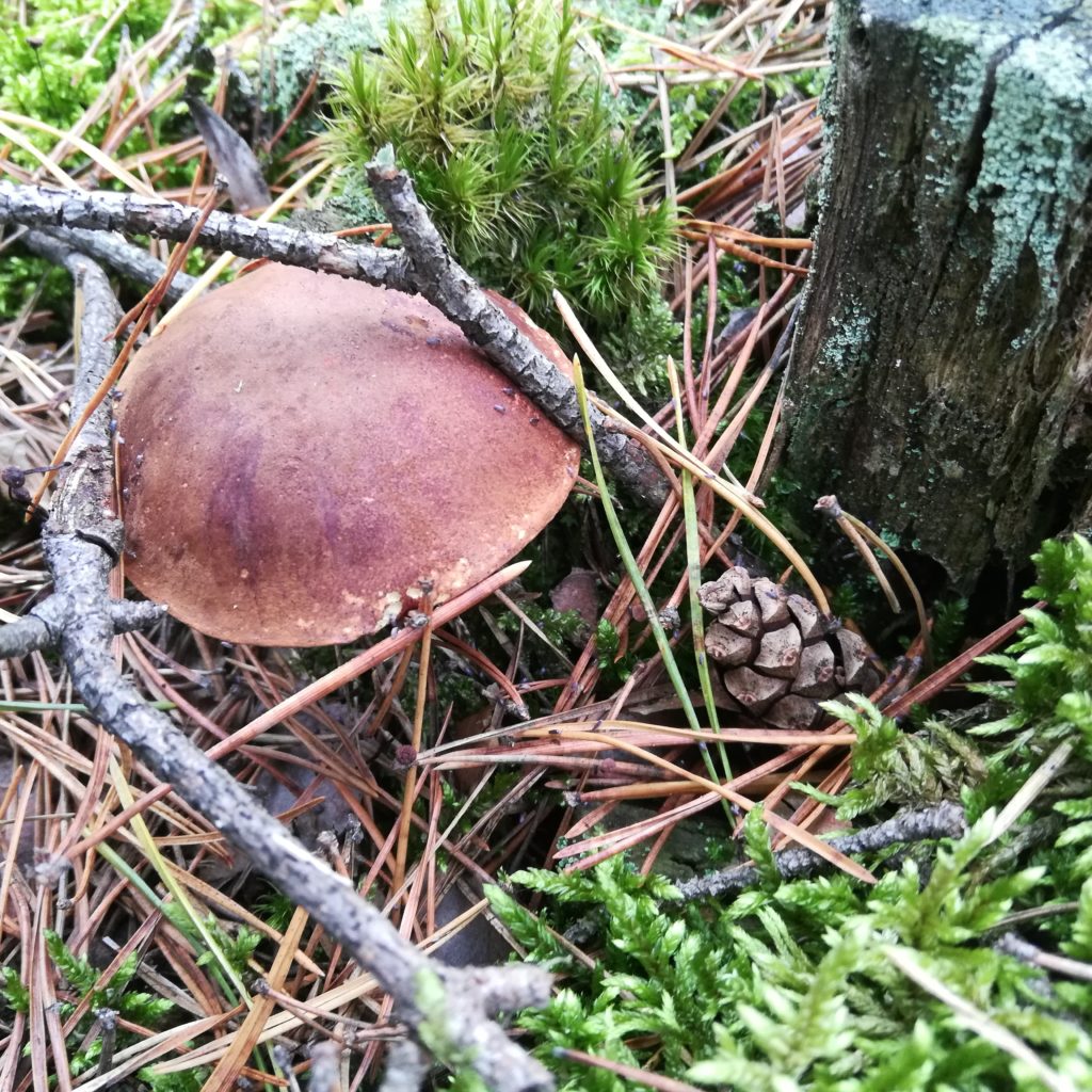 grzyby w lesie