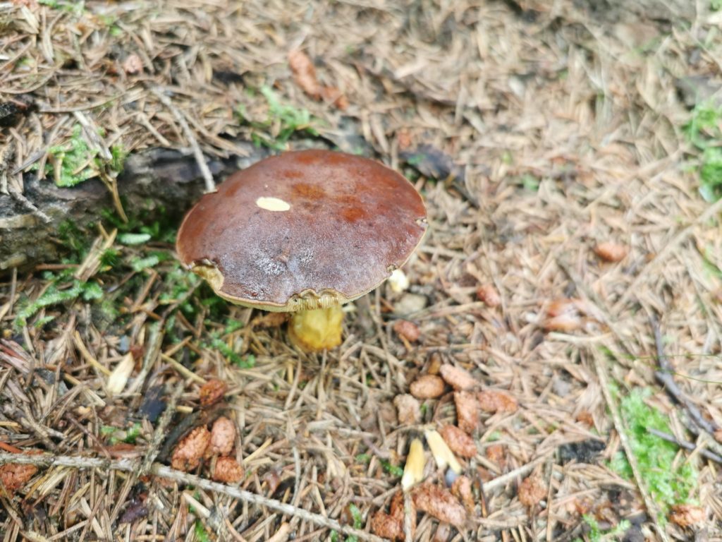 kiedy szukać grzybów w lesie