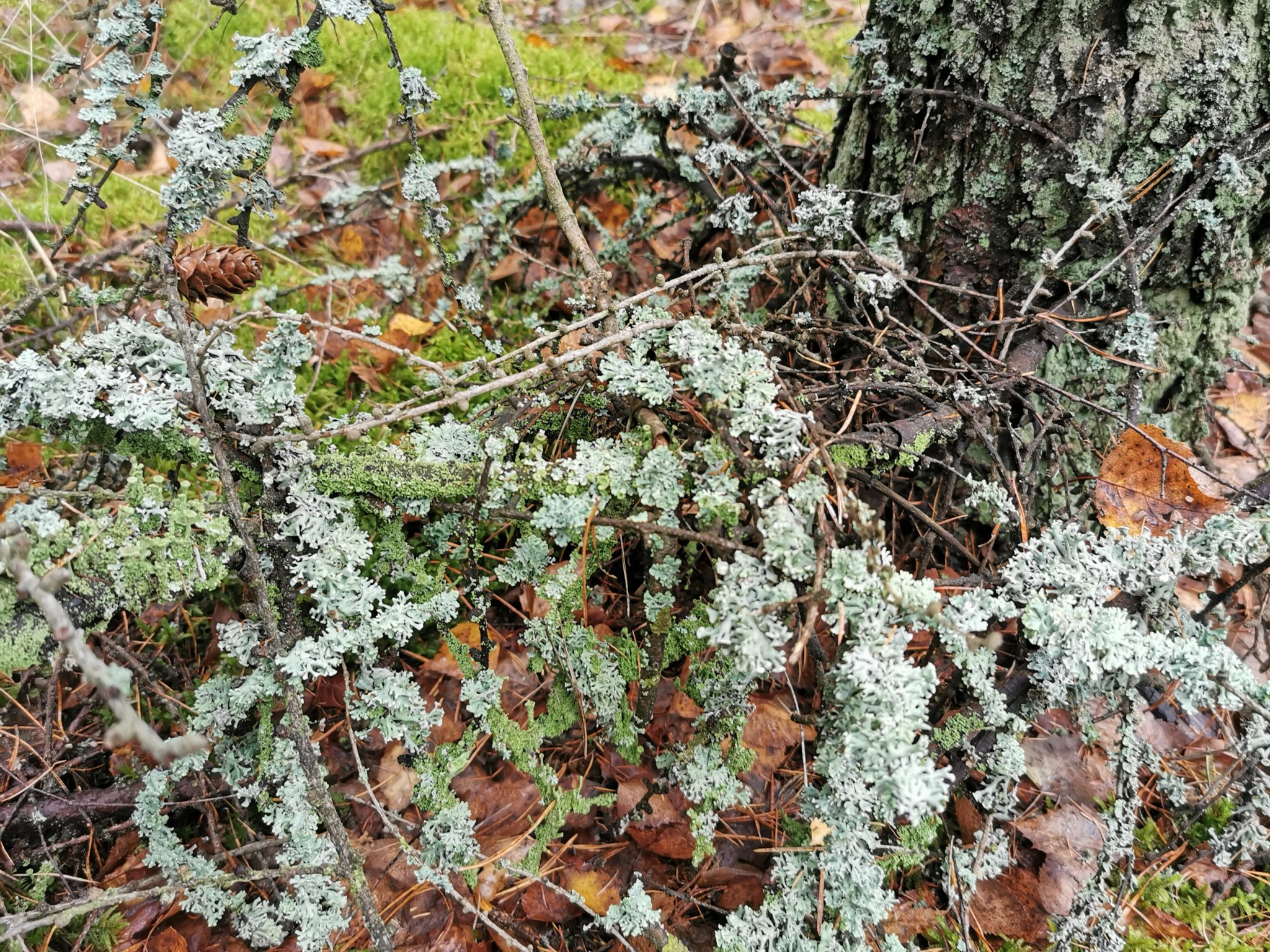 Wyjaśnij Dlaczego Porosty Są Organizmami Pionierskimi Porosty w lasach - znaczenie - Love Natura - kochamy to, co naturalne!