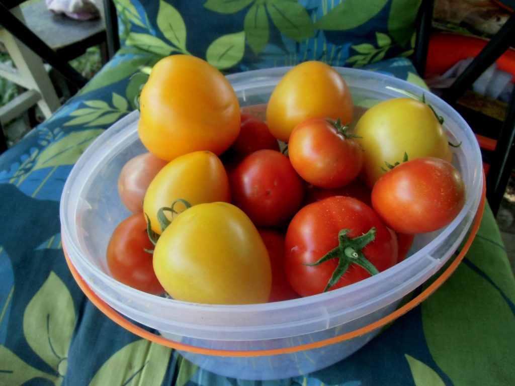 zbiór pomidorów