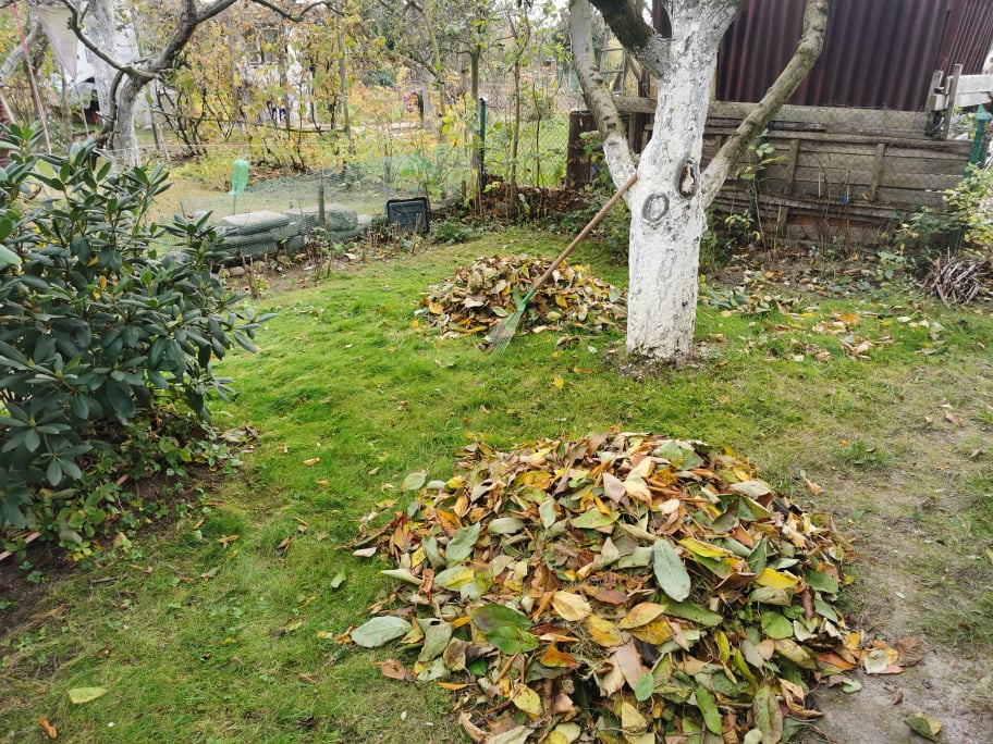 Grabienie liści w ogrodzie