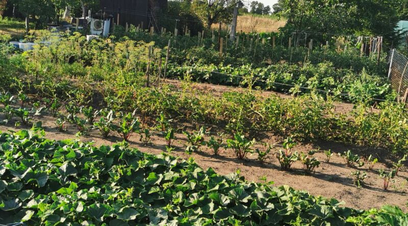 Ekologiczny ogródek warzywny - co to oznacza?