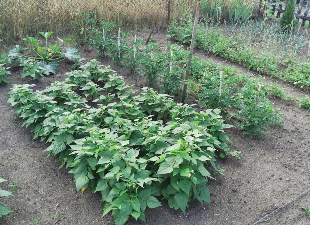 Ekologiczny ogródek warzywny - uprawy 