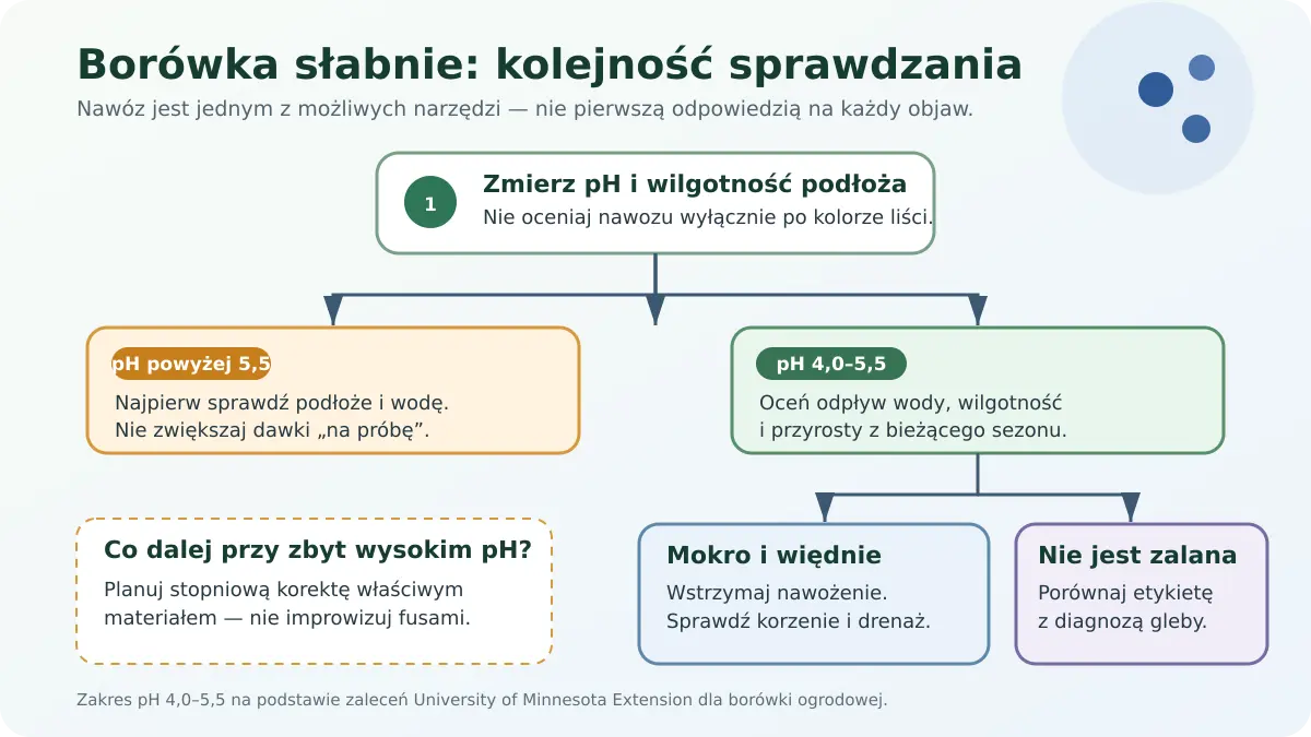 Schemat diagnostyczny borówki: pomiar pH i wilgotności, kontrola drenażu, a dopiero potem decyzja o nawożeniu