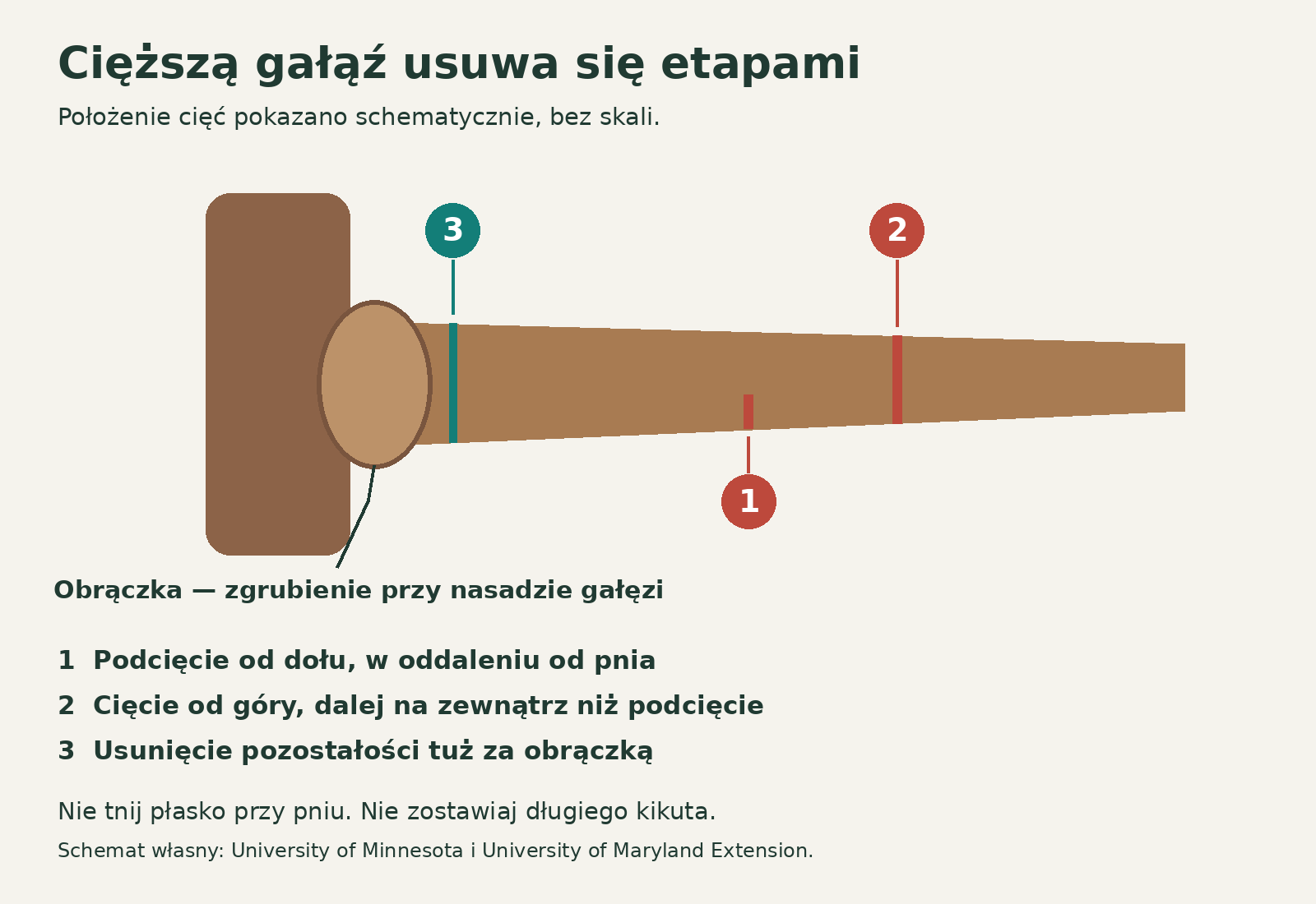 Kolejność trzech cięć przy usuwaniu cięższej gałęzi Schemat podcięcia od dołu, odcięcia dalej od pnia i końcowego cięcia poza obrączką