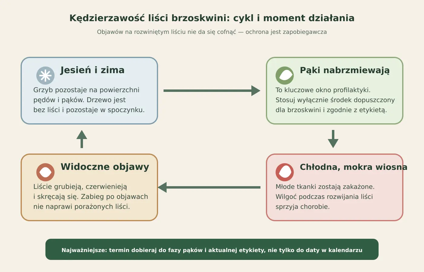 Schemat cyklu kędzierzawości liści brzoskwini od zimowania do widocznych objawów