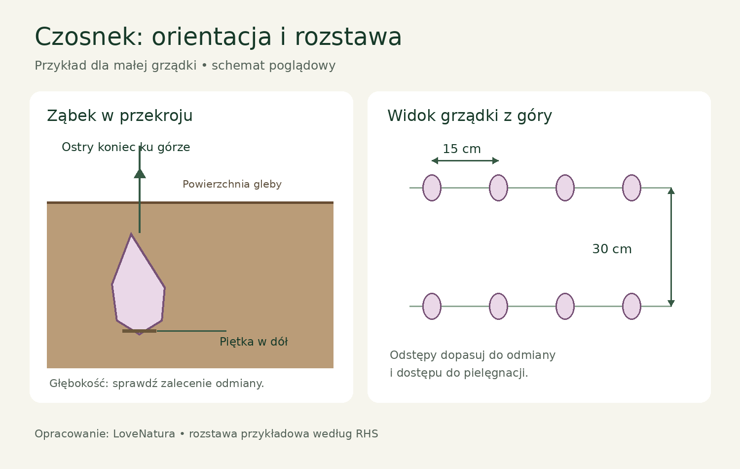 Orientacja ząbka i przykładowa rozstawa czosnku Schemat ząbka czosnku piętką w dół oraz rozstawy 15 cm w rzędzie i 30 cm między rzędami