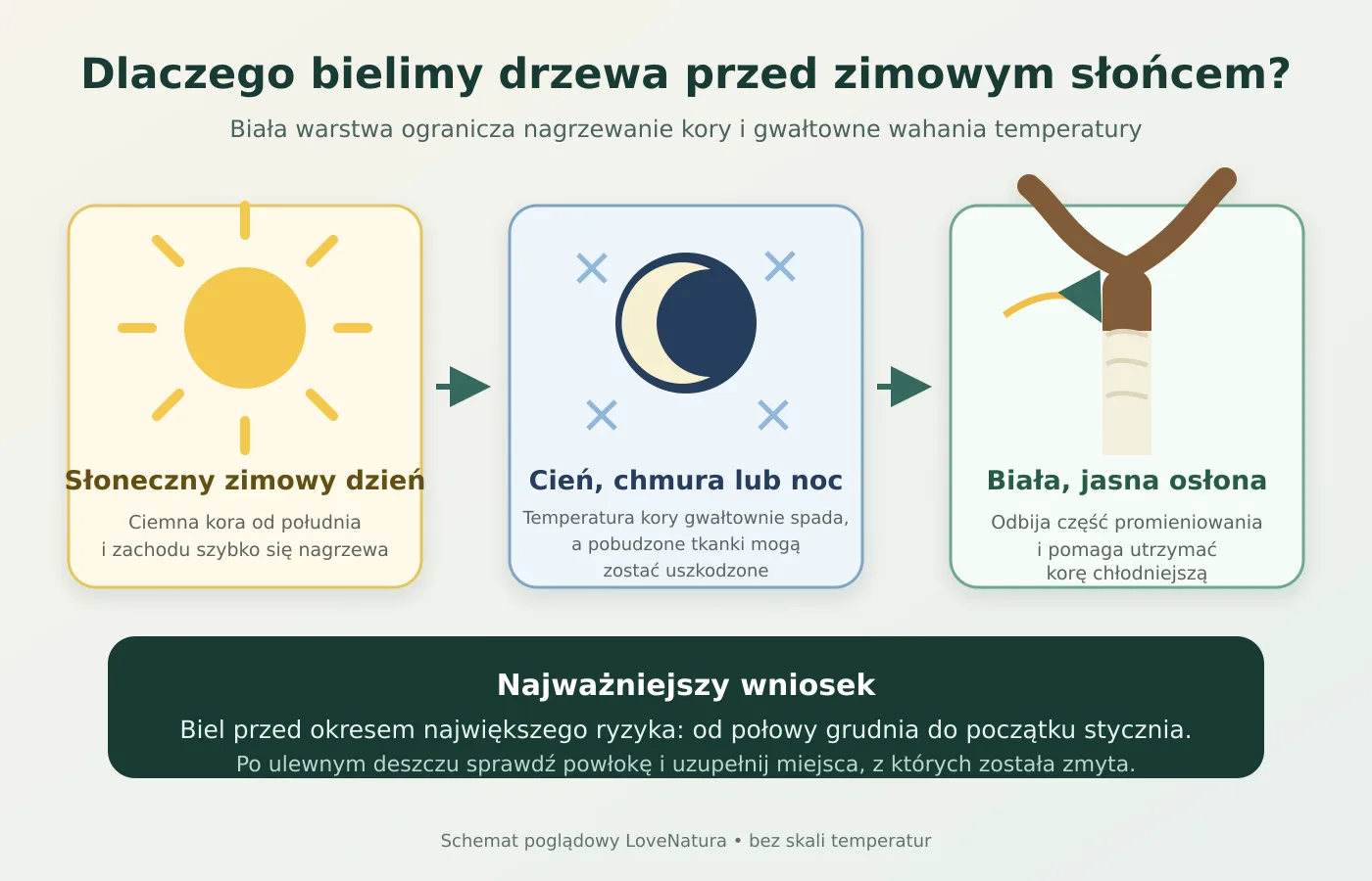 Dlaczego bielimy drzewa owocowe Schemat powstawania zimowych uszkodzeń kory i działania białej osłony