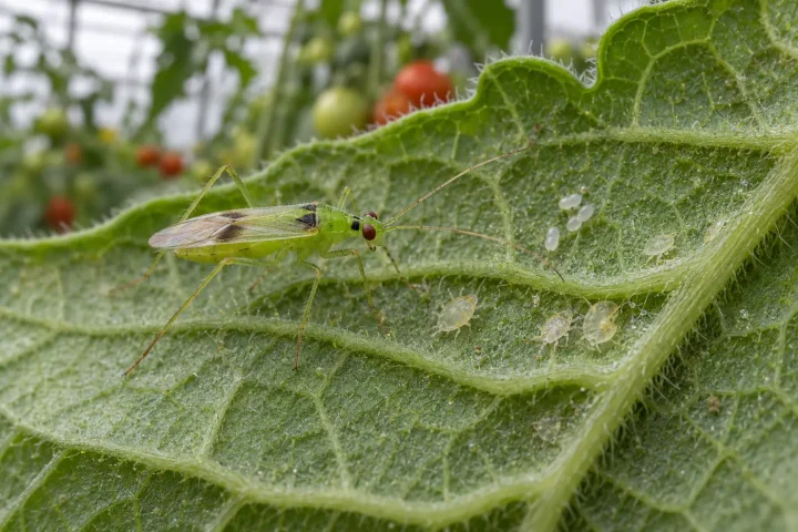 Dziubałeczek mączlikowy Macrolophus pygmaeus na spodniej stronie liścia pomidora