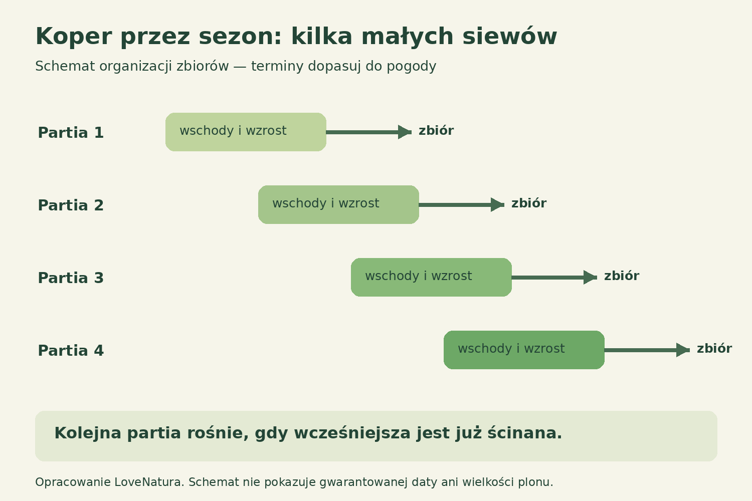 Koper przez sezon — schemat kolejnych siewów Schemat czterech kolejnych partii kopru: wzrost młodszej podczas zbioru starszej, bez konkretnych dat