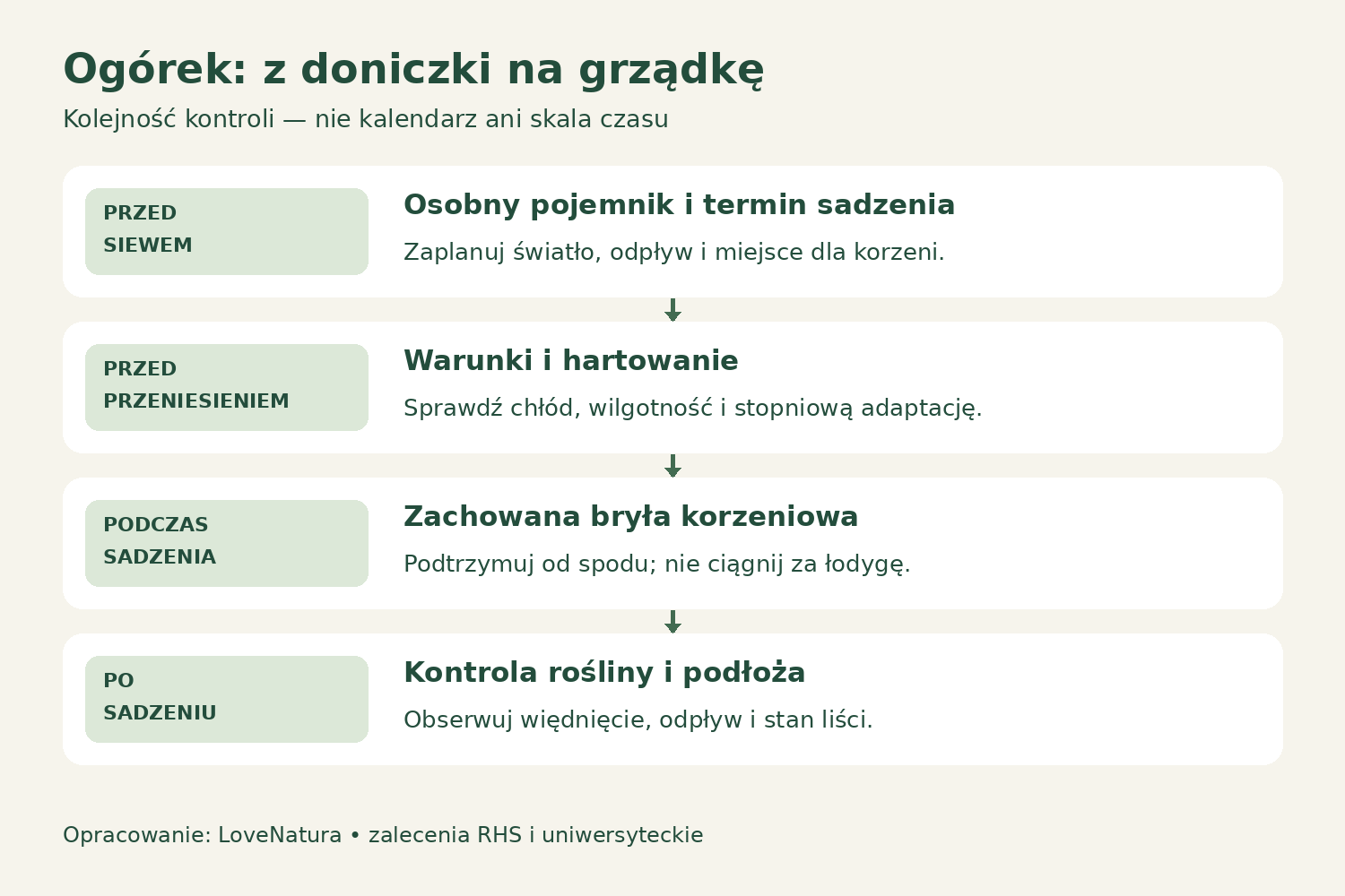 Cztery etapy przesadzania ogórka: osobny pojemnik, hartowanie, zachowanie bryły i kontrola po sadzeniu