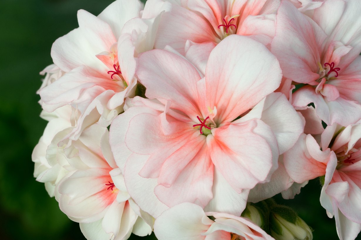Kwitnąca pelargonia rabatowa (Pelargonium zonale) o biało-różowych kwiatach