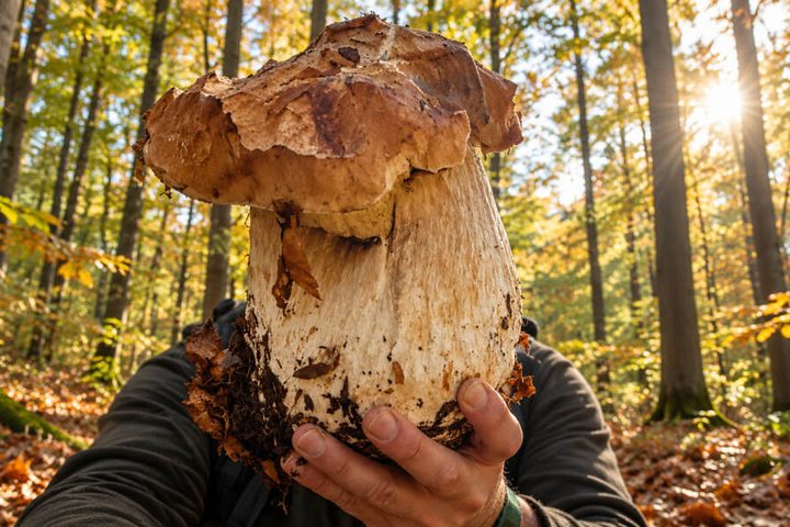 W polskim lesie znaleziono borowika ważącego 2,54 kg. Gdzie wyrósł gigant i dlaczego grzyby osiągają takie rozmiary?