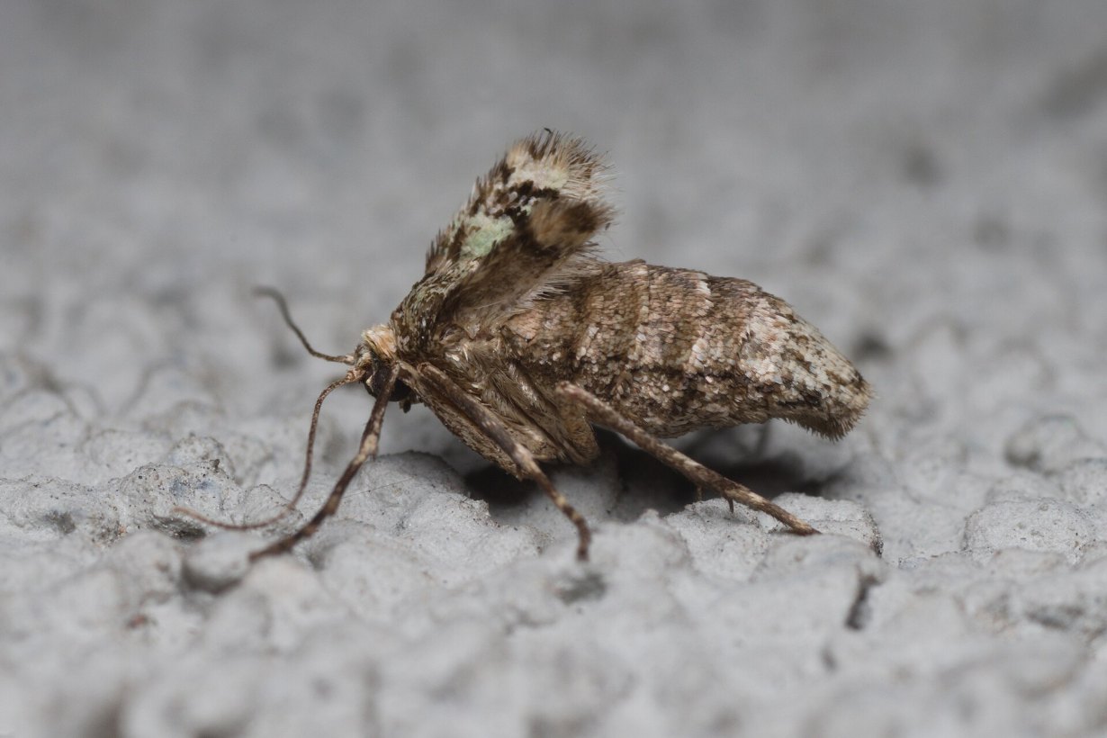 Bezskrzydła samica piędzika przedzimka na korze