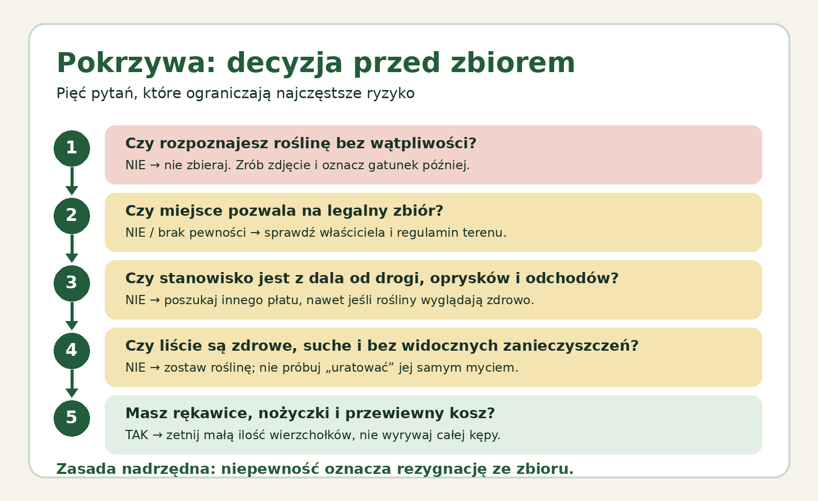 Schemat pięciu pytań przed zbiorem pokrzywy: rozpoznanie, prawo, miejsce, stan roślin i wyposażenie