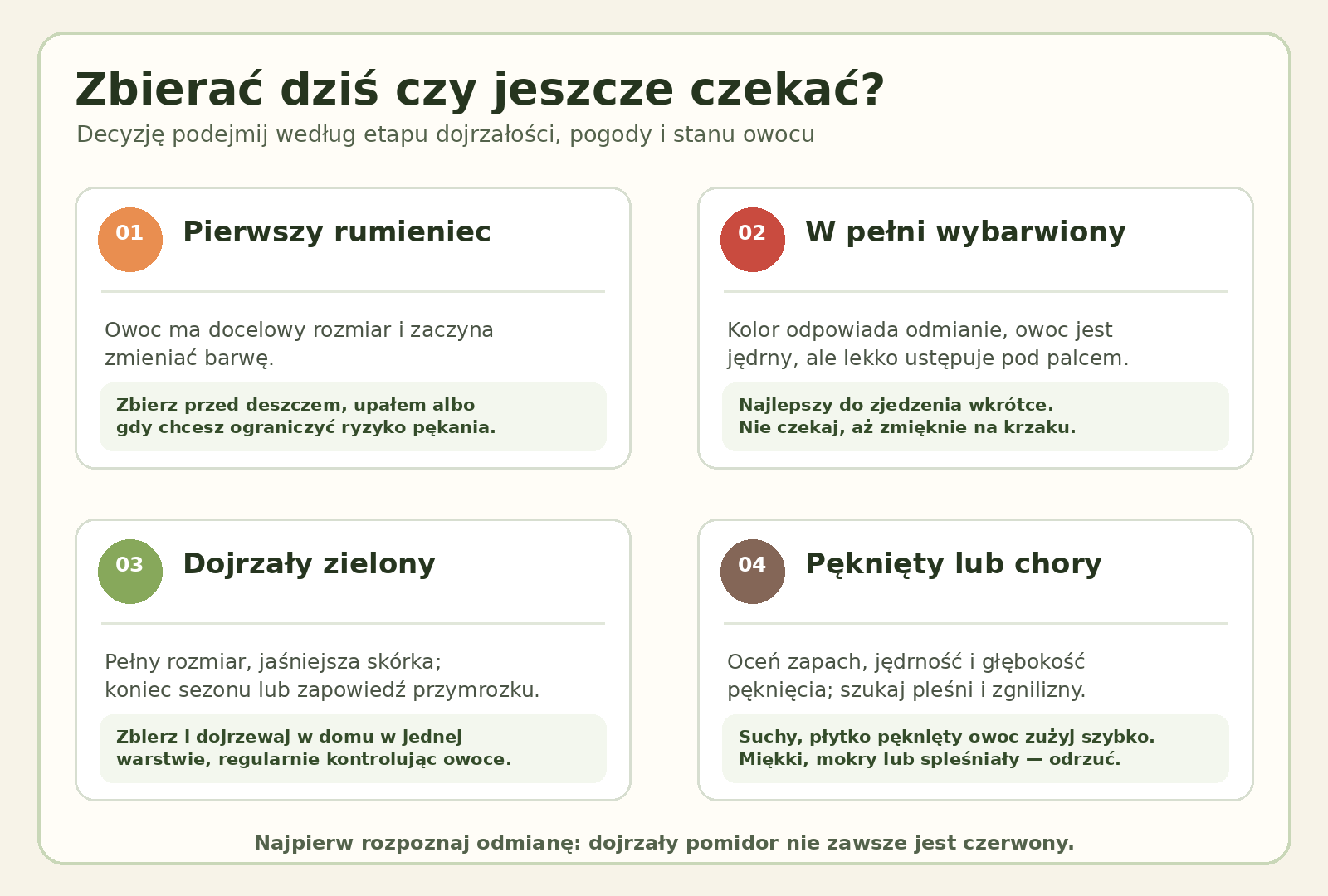 Schemat decyzji, czy zebrać pomidor dziś, zależnie od dojrzałości, pogody i stanu owocu